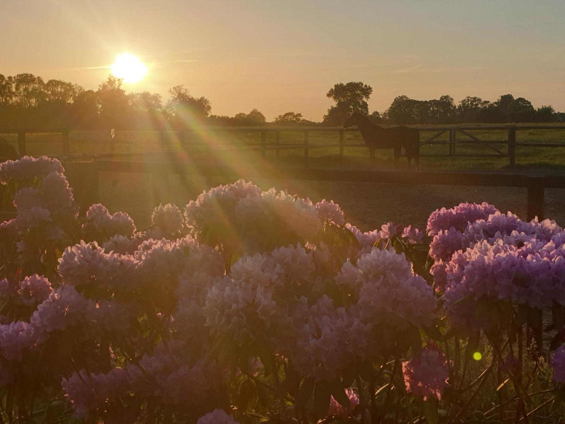 Landgoed De Lavei Bed & Breakfast Weleveld ภายนอก รูปภาพ